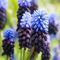 Blue River Bulb Collection