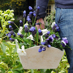 Muscari latifolium