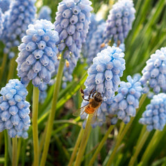 Peppermint Grape Hyacinth