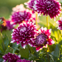 Mystery Day Dinner Plate Dahlia