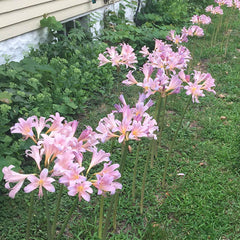 Belladonna Lily