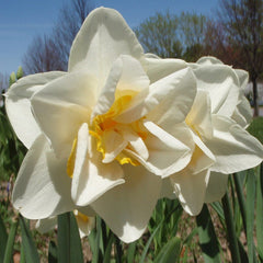 Naturalizing Tulip & Daffodil Bulb Collection