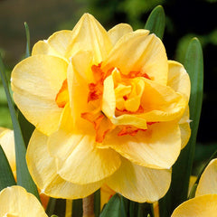 Citrus Daffodil Flower Bulb Collection