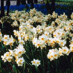 Geranium Daffodil