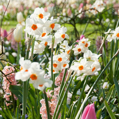 Geranium Daffodil