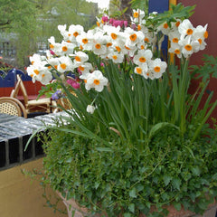 Geranium Daffodil