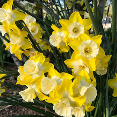 Intrigue Jonquilla Daffodil