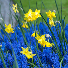 Hillstar Daffodil