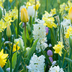 Hillstar Daffodil