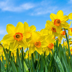 Deer Resistant Daffodil Bulb Collection