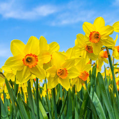 Scarlett O'Hara Large Cupped Daffodil