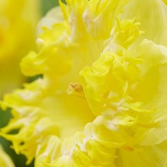 Snowtip Large Cupped Daffodil