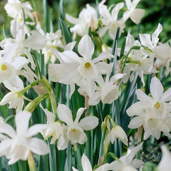 Thalia Daffodil