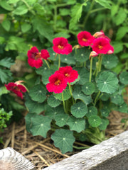 Baby Rose