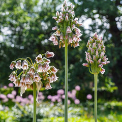 Mediterranean Bells