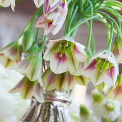 Mediterranean Bells
