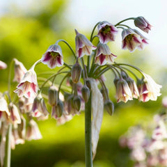 Mediterranean Bells
