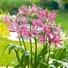 Nerine Lycoris Spider Lilies Bulbs Radiata Hurricane Lily Cluster Amayllis Growing Bonsai Roots Rhizomes Corms Tubers Potted Planting Reblooming Fragrant Garden Species Blooms Flower Seeds Plant Gardening
