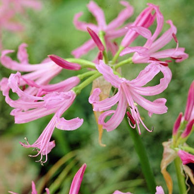 Nerine Lycoris Spider Lilies Bulbs Radiata Hurricane Lily Cluster Amayllis Growing Bonsai Roots Rhizomes Corms Tubers Potted Planting Reblooming Fragrant Garden Species Blooms Flower Seeds Plant Gardening