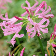 Nerine Lycoris Spider Lilies Bulbs Radiata Hurricane Lily Cluster Amayllis Growing Bonsai Roots Rhizomes Corms Tubers Potted Planting Reblooming Fragrant Garden Species Blooms Flower Seeds Plant Gardening