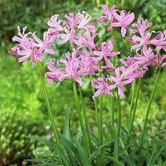 Nerine Lycoris Spider Lilies Bulbs Radiata Hurricane Lily Cluster Amayllis Growing Bonsai Roots Rhizomes Corms Tubers Potted Planting Reblooming Fragrant Garden Species Blooms Flower Seeds Plant Gardening