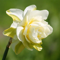 Ballerina Flower Bulb Collection