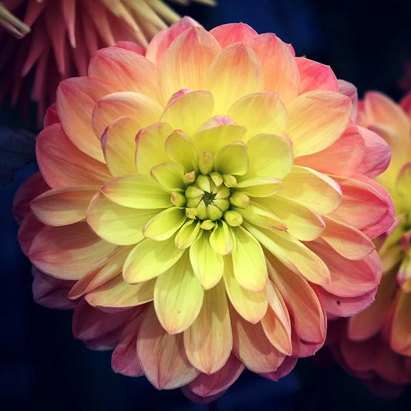 October Sky Decorative Dahlia