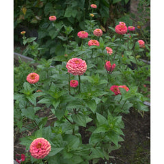 Oklahoma Salmon Zinnia