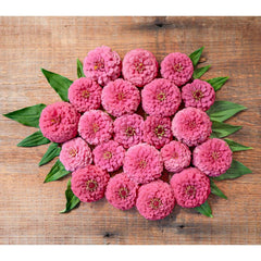 Oklahoma Salmon Zinnia
