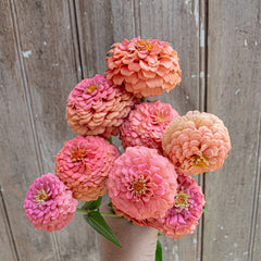 Oklahoma Salmon Zinnia