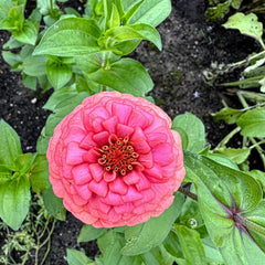 Oklahoma Salmon Zinnia