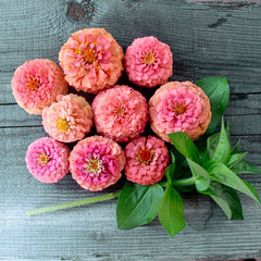 Oklahoma Salmon Zinnia