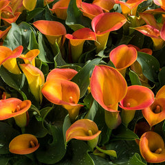 Vintage Bouquet Bulb Collection
