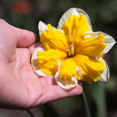 Orangery Butterfly Daffodil