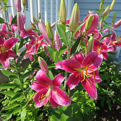 Stargazer Oriental Lily Bulbs