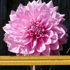 Otto's Thrill Dinner Plate Dahlia