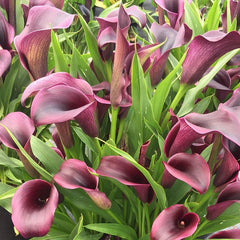 Outback Calla Lily