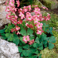 Pink Shamrock