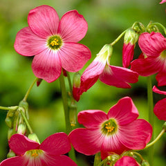 Pink Shamrock