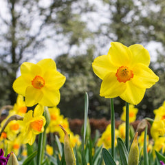 Pacific Rim Large Cupped Daffodil