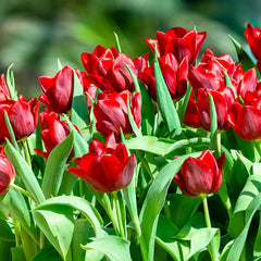 Dark & Stormy Flower Bulb Collection