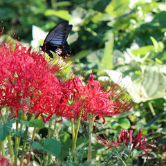 Red Lycoris Spider Lilies Bulbs Radiata Hurricane Lily Cluster Amayllis Growing Bonsai Roots Rhizomes Corms Tubers Potted Planting Reblooming Fragrant Garden Species Blooms Flower Seeds Plant Gardening