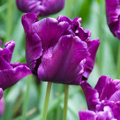 Victorias Secret Parrot Tulip