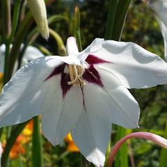 Peacock Orchid