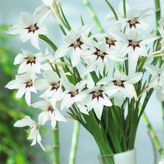 Peacock Orchid