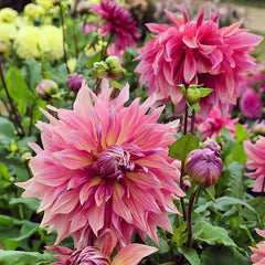 Pretty In Pink Dahlia Collection