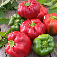 Sweet Pepper Seeds - California Wonder