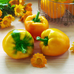 Sweet Pepper Seeds - Canary Bell