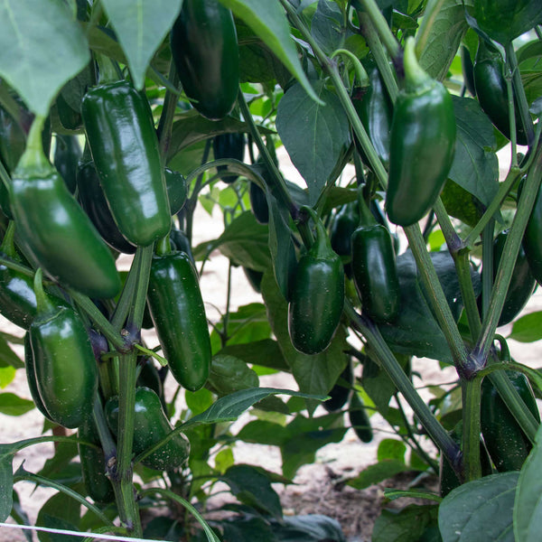 Hot Pepper Seeds - Capitan F1