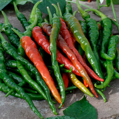 Hot Pepper Seeds - Cayenne Long Red Thin